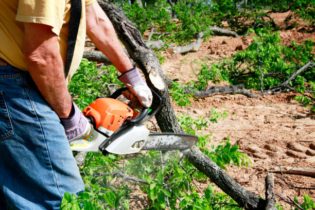 Best Stump Grinding and Removal  in Buckley, WA